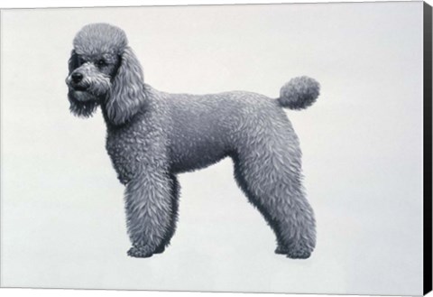 Framed Poodle Print