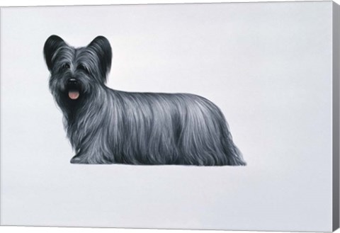 Framed Sky Terrier Print