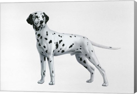Framed Dalmatian Print