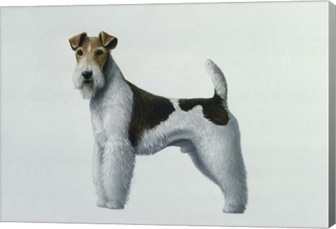 Framed Fox Terrier Print