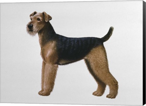 Framed Airdale Terrier Print
