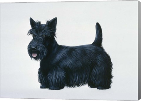 Framed Scottish Terrier Print