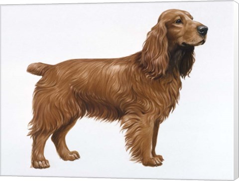 Framed Cocker Spaniel Print