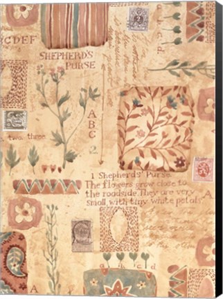Framed Shepherd&#39;s Purse Print