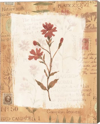 Framed Flower Print