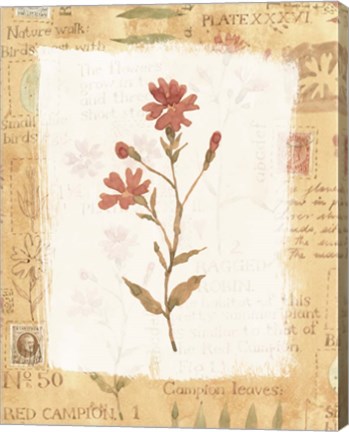 Framed Orange Flower 1 Print