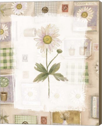 Framed Daisy Print