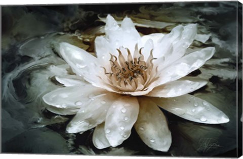 Framed Lily Light Print