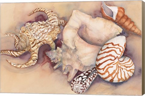 Framed Sea Shells Print