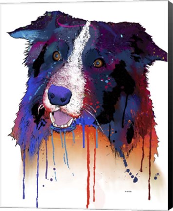 Framed Border Collie 1 Print