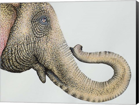 Framed Spotted Asian Elephant 2 Print