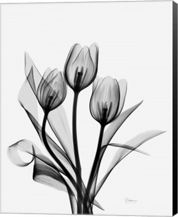 Framed Three Gray Tulips H14 Print