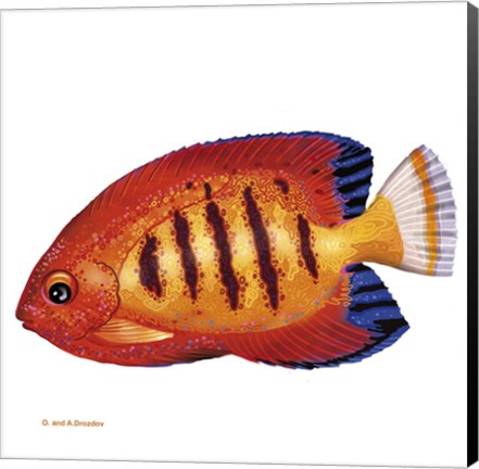 Framed Fish 2 Red-Yellow Print