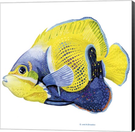 Framed Fish 3 Blue-Yellow Print
