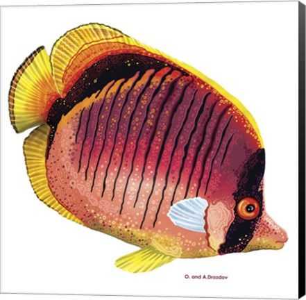 Framed New Fish 1 Print