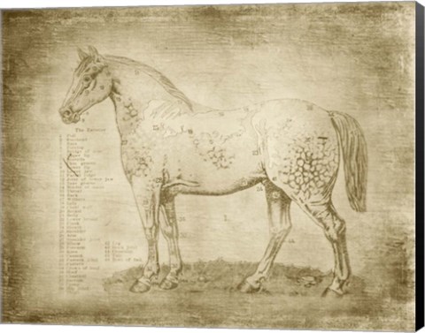 Framed Horse Anatomy 101 Print