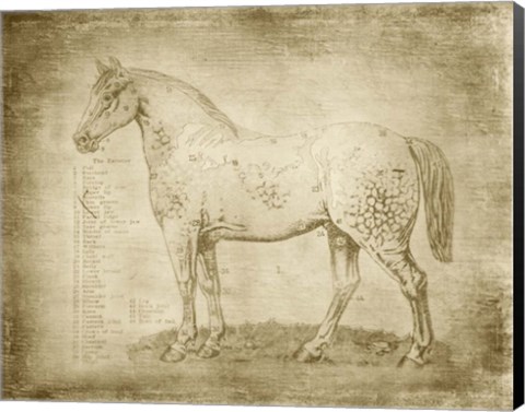 Framed Horse Anatomy 101 Print