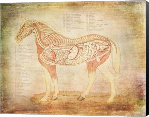 Framed Horse Anatomy 201 Print