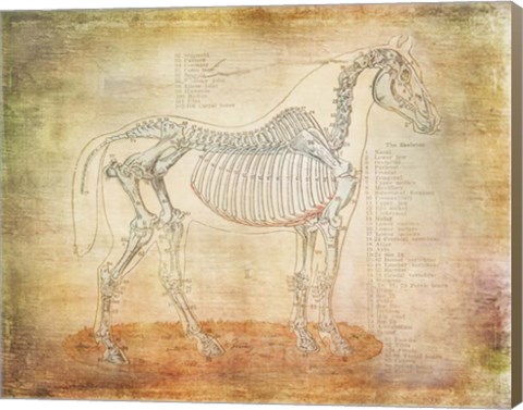 Framed Horse Anatomy 301 Print