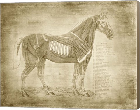 Framed Horse Anatomy 401 Print