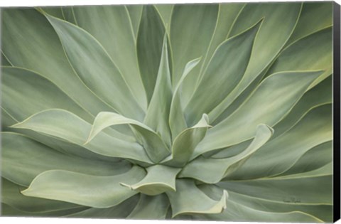 Framed Elegant Agave Print
