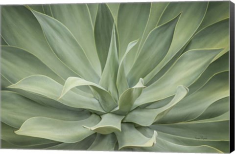 Framed Elegant Agave Print