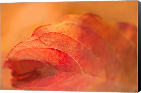 Framed Fall Leaf Print