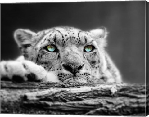 Framed Pop of Color Snow Leopard Eyes Print