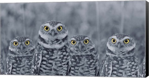 Framed Pop of Color Burrowing Owl Family Print