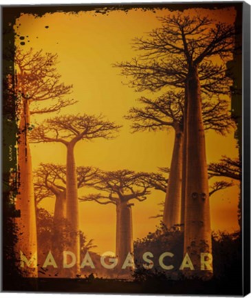 Framed Vintage Baobab Trees in Madagascar, Africa Print