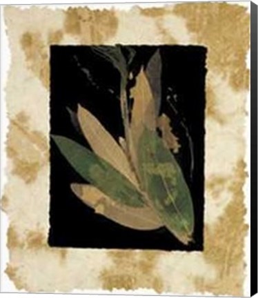 Framed Phillip Jaeger - Floral Noir II Size 19.75x23.75 Print