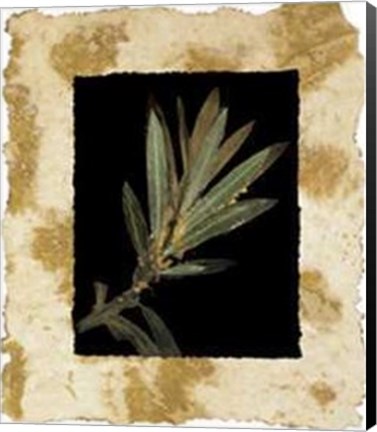 Framed Phillip Jaeger - Floral Noir I Size 19.75x23.75 Print