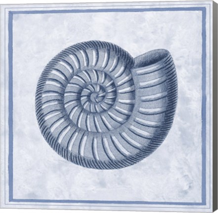 Framed Blue Nautilus A Print