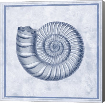 Framed Blue Nautilus B Print