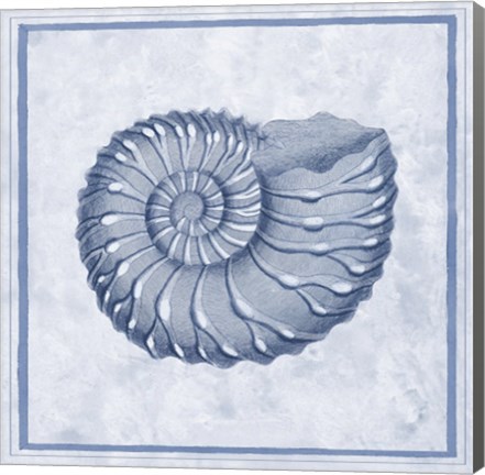 Framed Blue Nautilus C Print