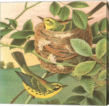 Framed Goldfinch &amp; Warbler B Print