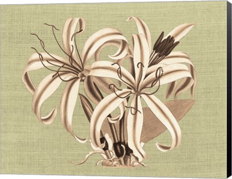 Framed Regence Lily I Print