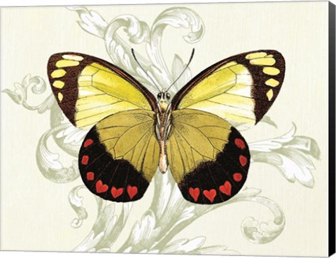 Framed Butterfly Theme II Print