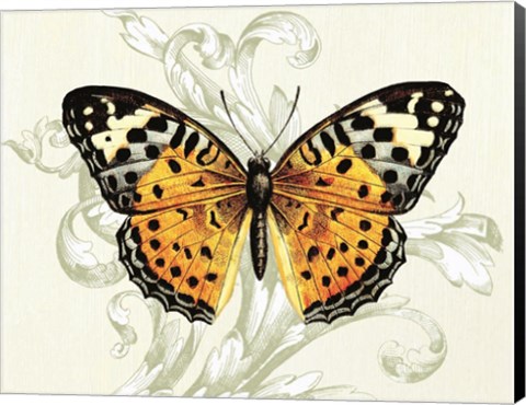 Framed Butterfly Theme IV Print