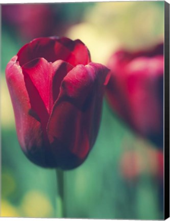 Framed Tulip Sway I Print