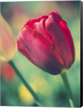 Framed Tulip Sway II Print