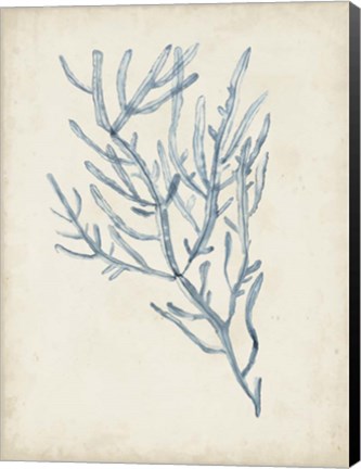 Framed Seaweed Specimens III Print