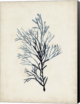 Framed Seaweed Specimens IV Print