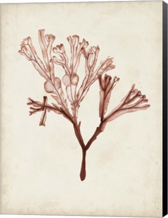 Framed Seaweed Specimens V Print