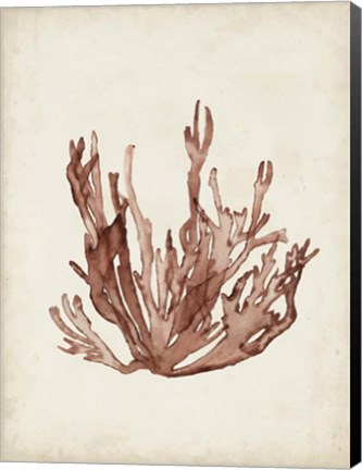 Framed Seaweed Specimens VII Print