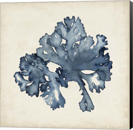 Framed Seaweed Specimens IX Print