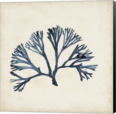 Framed Seaweed Specimens XI Print