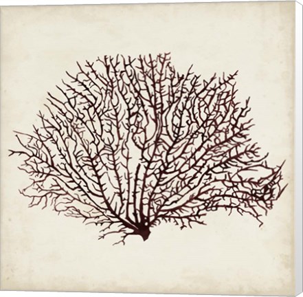 Framed Seaweed Specimens XII Print