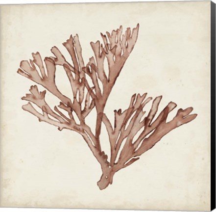 Framed Seaweed Specimens XIII Print