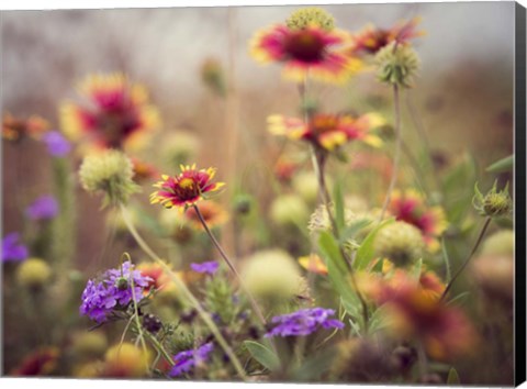 Framed Wild Blooms I Print